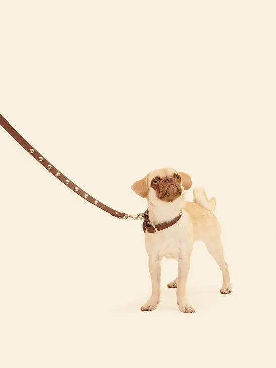 Pet Women Lisa Says Gah Dog Stud Collar Brown