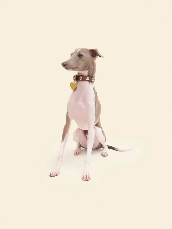Pet Women Lisa Says Gah Dog Stud Collar Brown