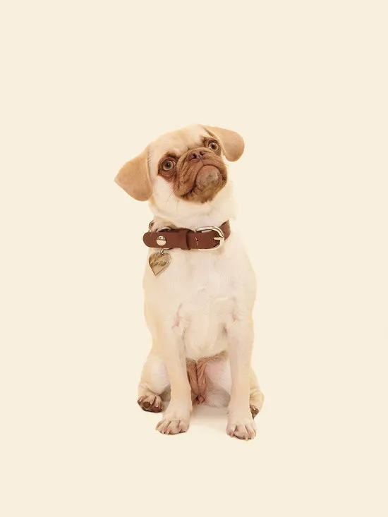 Pet Women Lisa Says Gah Dog Stud Collar Brown