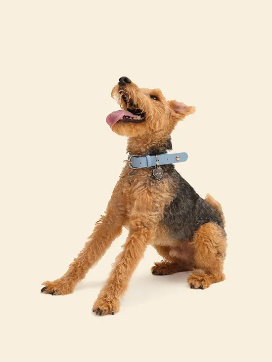 Women Pet Lisa Says Gah Dog Stud Collar Powder Blue